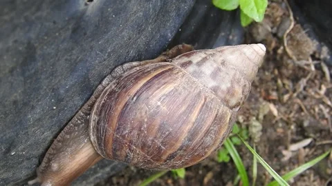 Snail Gracefully Crawling on the Ground in Natural Environment Video stock 157332030