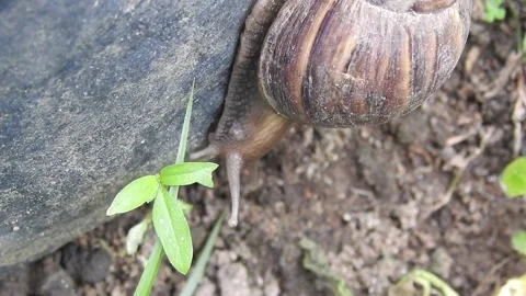 Snail Gracefully Crawling on the Ground in Natural Environment Video stock 157332072