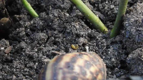 Snail Gracefully Crawling on the Ground in Natural Environment Video stock 157332105