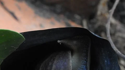 Snail Gracefully Crawling on the Ground in Natural Environment Video stock 157332155