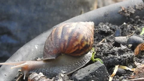 Snail Gracefully Crawling on the Ground in Natural Environment Video stock 157332157