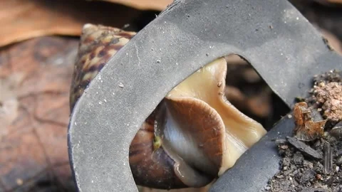 Snail Gracefully Crawling on the Ground in Natural Environment Video stock 157332182
