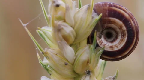 Snail on a grain spica Видео 40301212