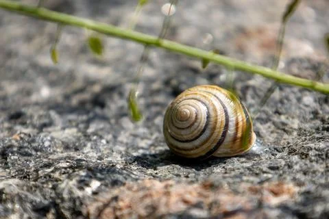 A snail on a granite stone Stock Photos