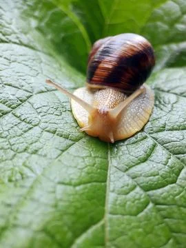 Snail grape on a green leaf Stock Photos