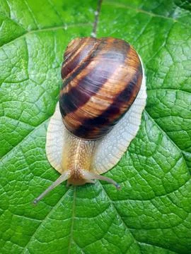 Snail grape on a green leaf Stock Photos