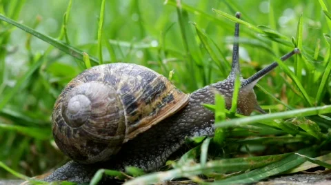 Snail In Grass 01 Stock Footage 728530