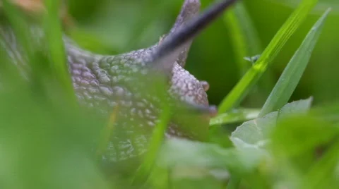 Snail In Grass 03 Stock Footage 728556