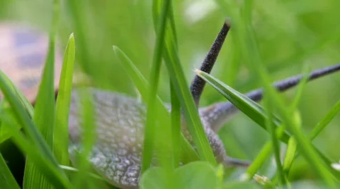 Snail In Grass 05 스톡 동영상 728577