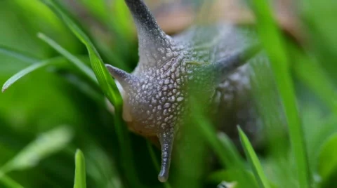 Snail In Grass 06 Stock-Footage 728607