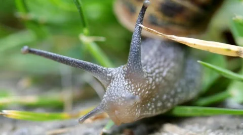 Snail In Grass 07 Stock-Footage 728613