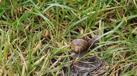 Snail in a grass 7838 스톡 동영상 26616205