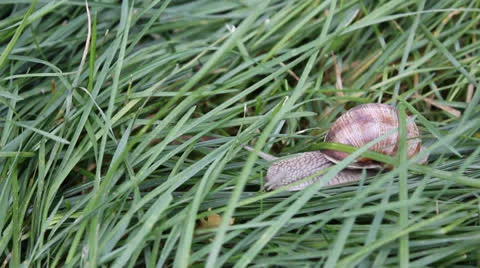 Snail in a grass 7840 스톡 동영상 26616114