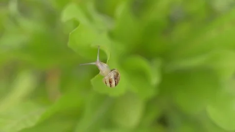 Snail on the Grass from above Stock Footage 75404905