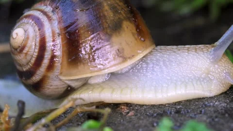 Snail in the grass after rain, close-up  Vídeos de archivo 335144723