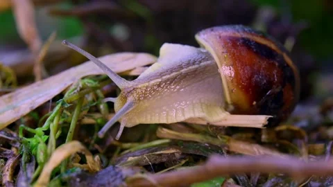 Snail in the grass after rain, close-up  스톡 동영상 335144728