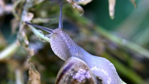 Snail in the grass after rain, close-up  Stock Footage 335144731