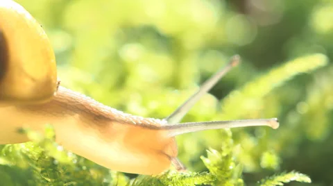 Snail On Grass And Moss Moving Slowly Video stock 36646262