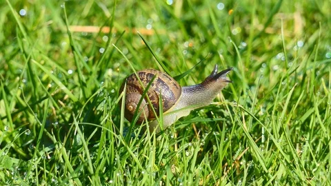 A snail on the grass with dew. Stock Footage 81192501