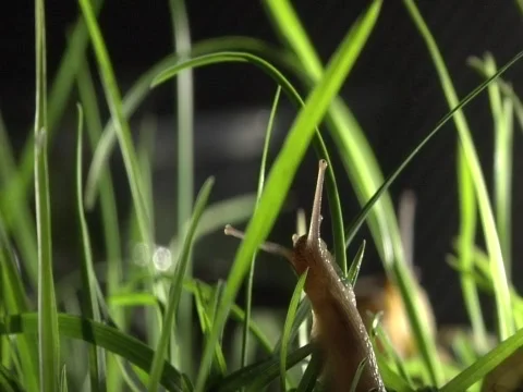 Snail in Grass Stock Footage 356541