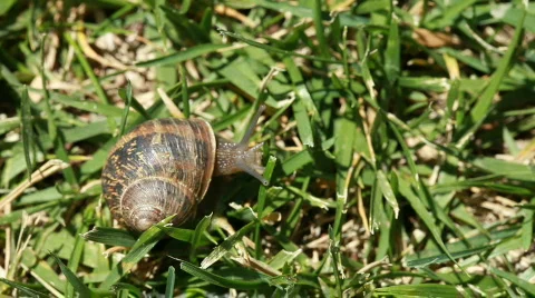 A snail in the grass Stock Footage 456511