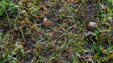 Snail in the Grass Stock Footage 51340289