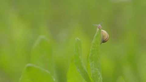 Snail on the Grass Stock Footage 75404565