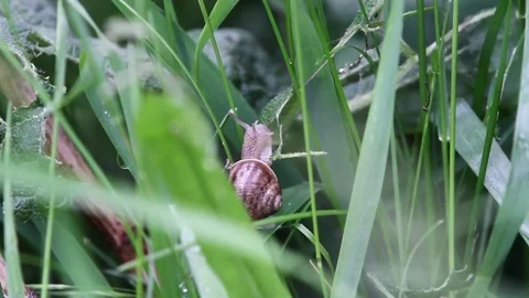 Snail in the grass Stock Footage 77097691