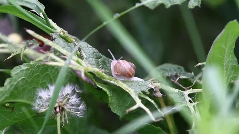 Snail in grass Stock Footage 77097692