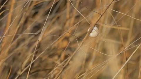 Snail on grass Stock Footage 92742660