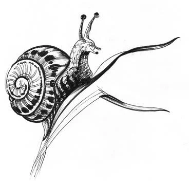Snail on grass Stock-Illustration