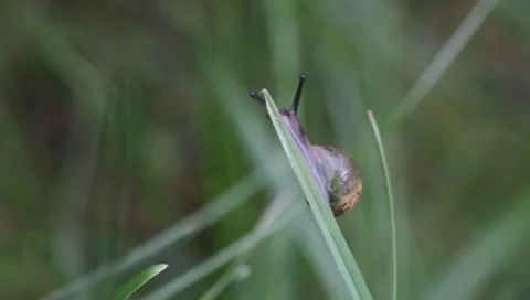 Snail on grass leaf Stock Footage 8509756