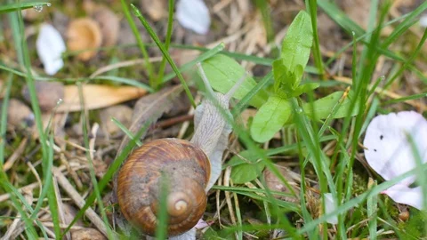 Snail In The Grass Macro Closeup Stock-Footage 88474980