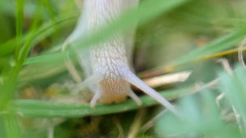 Snail In The Grass Macro Shot Stock Footage 88475054