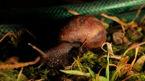 Snail on the grass at night Stock Footage 168388585