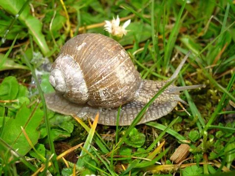 Snail in the grass Stock Photos