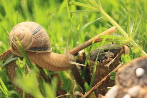 Snail on the grass Stock Photos