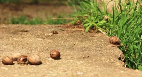 Snail on the grass Stock Photos