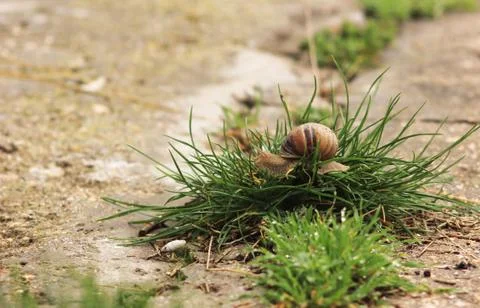 Snail on the grass Stock Photos
