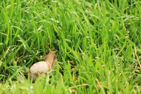 Snail on the grass Stock Photos