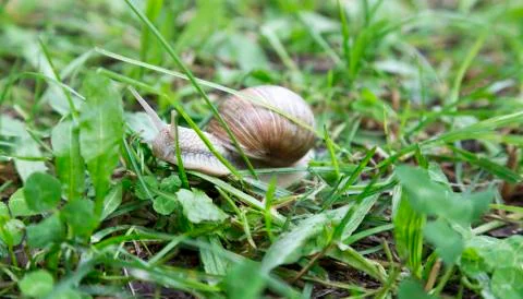 Snail in Grass Stock-Fotos