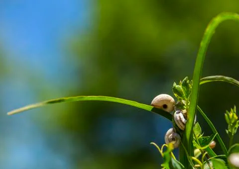 Snail on a grass Stock Photos