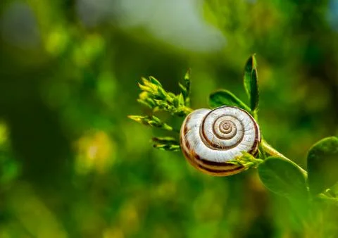 Snail on a grass Stock-Fotos