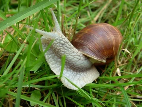 A snail on the grass Foto stock