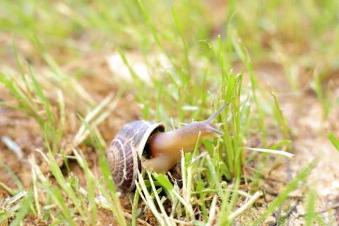 Snail on Grass Stock Photos