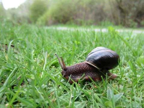 Snail in the Grass Stock Photos