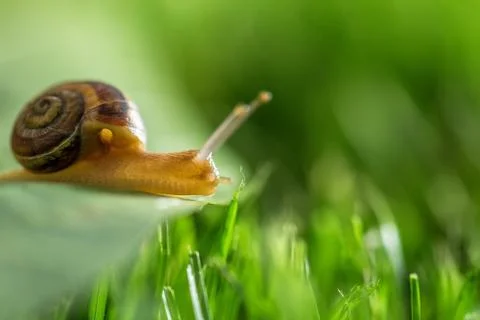Snail in grass. Stock Photos