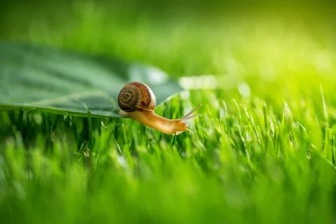 Snail in grass. Stock Photos