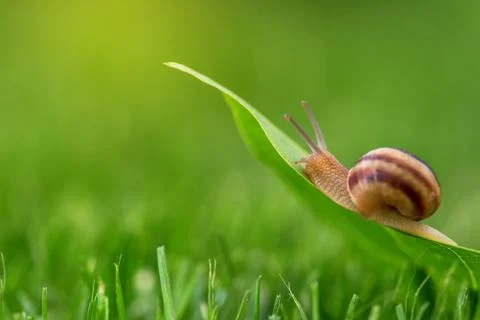 Snail in grass. Stock Photos