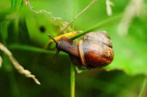 Snail in the grass Stock-Fotos